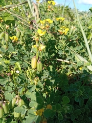 Crotalaria pumila
