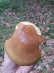 Cortinarius cotoneus