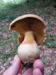 Cortinarius cotoneus
