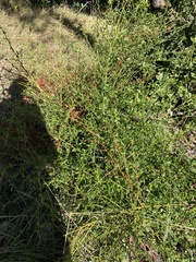 Ceanothus thyrsiflorus thyrsiflorus