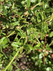 Ceanothus thyrsiflorus thyrsiflorus