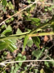 Ceanothus thyrsiflorus thyrsiflorus