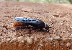 Scoliinae