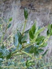 Ceanothus thyrsiflorus thyrsiflorus