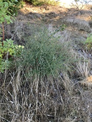Ceanothus thyrsiflorus thyrsiflorus