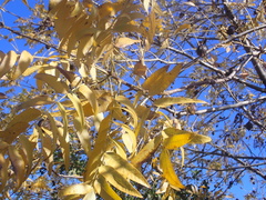 Juglans
