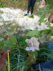 Centrosema pubescens