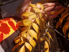 Juglans