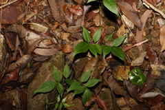 Pandorea jasminoides