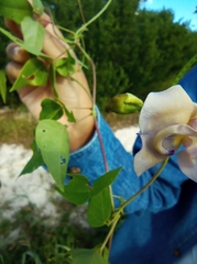 Centrosema pubescens