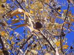 Juglans