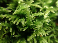 Claopodium