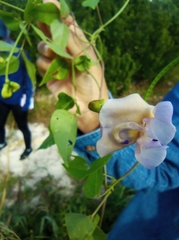 Centrosema pubescens