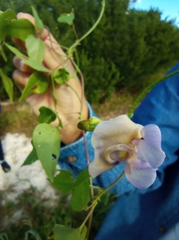 Centrosema pubescens