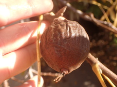 Juglans