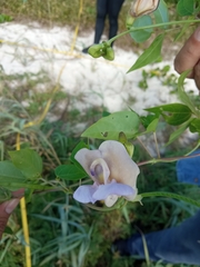 Centrosema pubescens