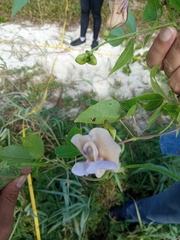 Centrosema pubescens