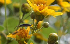 Agallissus melaniodes