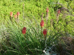 Kniphofia uvaria