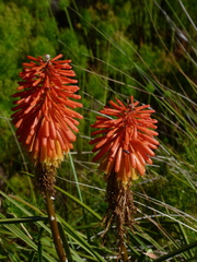 Kniphofia uvaria