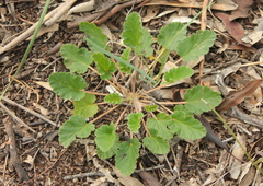 Pelargonium rodneyanum