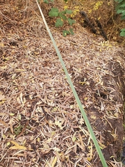 Schoenoplectus californicus