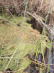 Schoenoplectus californicus