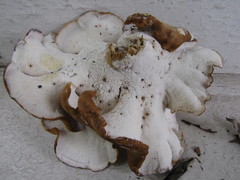 Albatrellus cristatus image