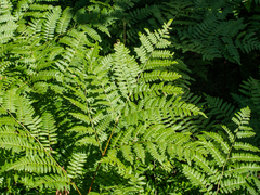 Pteridium aquilinum latiusculum