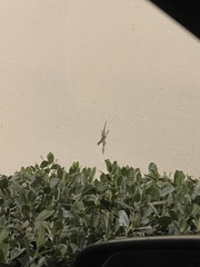 Anolis