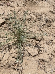 Ipomopsis multiflora