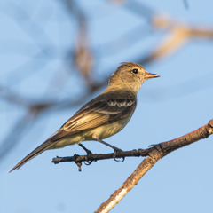 Lesser Elaenia photo 3