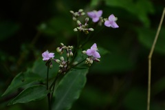 Tripogandra amplexicaulis