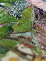 Peucetia viridans