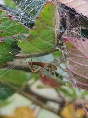 Peucetia viridans