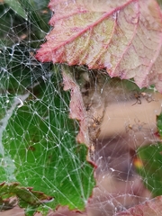 Peucetia viridans