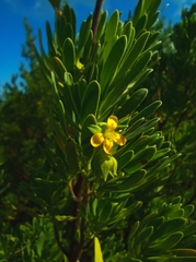 Suriana maritima