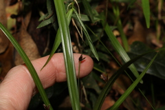 Cyperus tetraphyllus