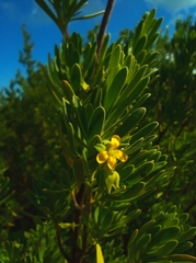 Suriana maritima