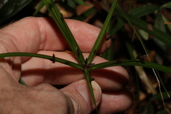 Cyperus tetraphyllus