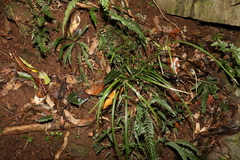 Cyperus tetraphyllus
