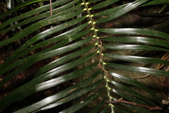Macrozamia lucida