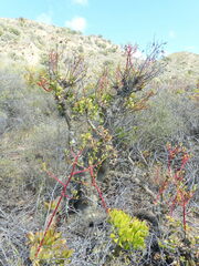Tylecodon paniculatus