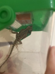 Sceloporus uniformis