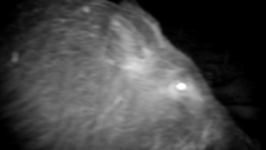 Sus scrofa leucomystax