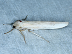 Calamidia hirta