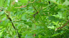 Megarhyssa atrata