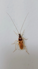 Supella longipalpa