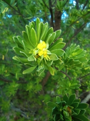 Suriana maritima