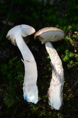 Leccinum variicolor